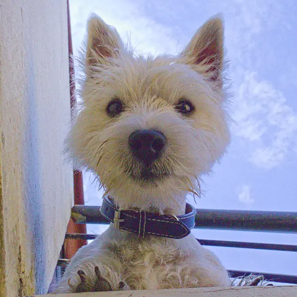 ウエストハイランド白いテリア犬立っている撮影のために幸せと面白い顔 — ストック写真