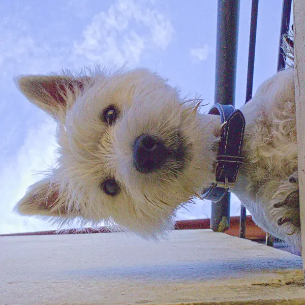 West Highland Chien Terrier Blanc Debout Pour Tir Faisant Des — Photo