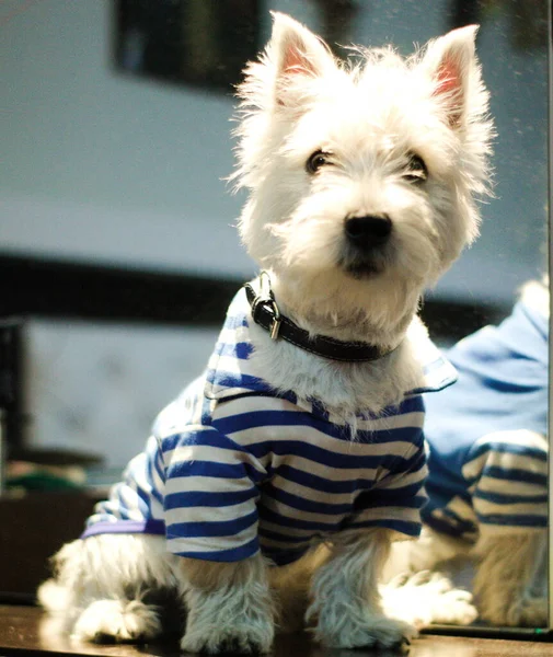 West Highland Chien Terrier Blanc Debout Pour Tir Faisant Des — Photo