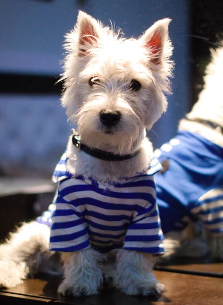 West Highland Terrierdog Blanc Debout Pour Tir Faisant Des Visages — Photo