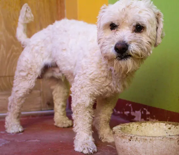 Chien Caniche Debout Pour Tir Faisant Des Visages Heureux Drôles — Photo