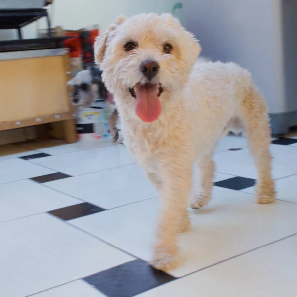 Cão Poodle Para Tiroteio Fazendo Rostos Felizes Engraçados — Fotografia de Stock