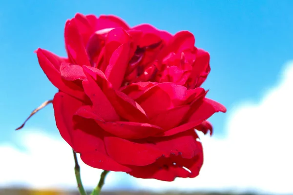 Свіжі Живі Рослини Білі Квіти Саду Червоно Жовта Квітка Крупним — стокове фото