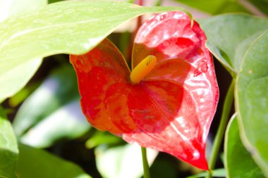 Canlı canlı bitkiler ve bahçeden kırmızı çiçekler