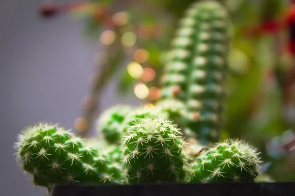 Vers Levend Planten Wit Bloemen Uit Tuin Rode Gele Bloem — Stockfoto