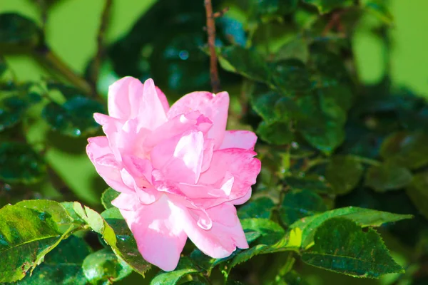 Свіжі Живі Рослини Рожеві Квіти Саду — стокове фото