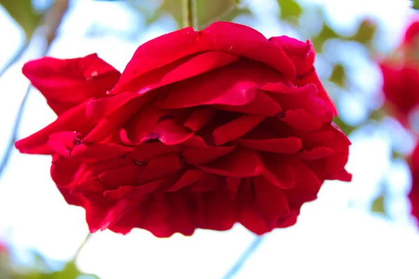 Φρέσκα Ζωντανά Φυτά Και Κόκκινα Λουλούδια Από Τον Κήπο — Φωτογραφία Αρχείου