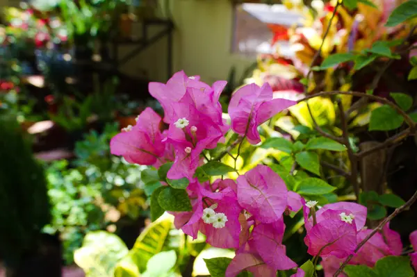 鲜活的植物和花园里的白花 — 图库照片