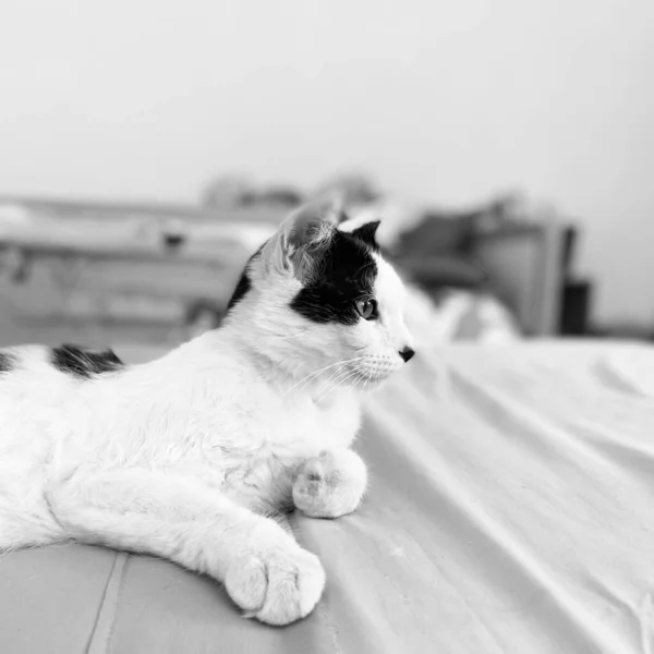 Amigo Blanco Negro Imagen Gato Monocromático — Foto de Stock