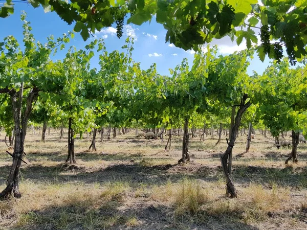 Rebaño Ovejas Caminando Por Viñedo Verano —  Fotos de Stock