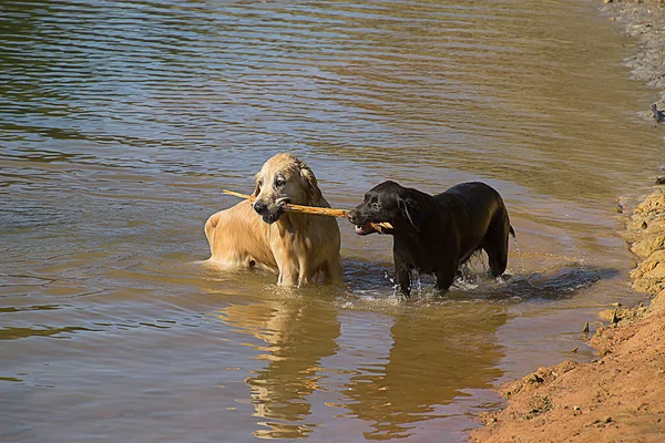 İki köpek bir gölde oynamak. — Stok fotoğraf