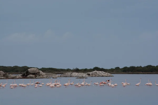Flamingo, Sardunya grup