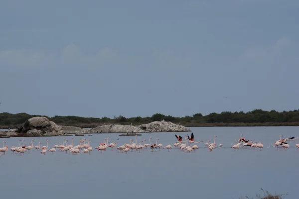 Flamingo, Sardunya grup