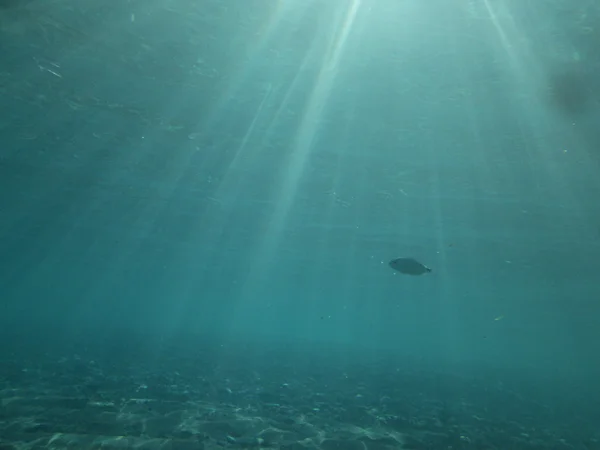 Fische unter Wasser — Stockfoto