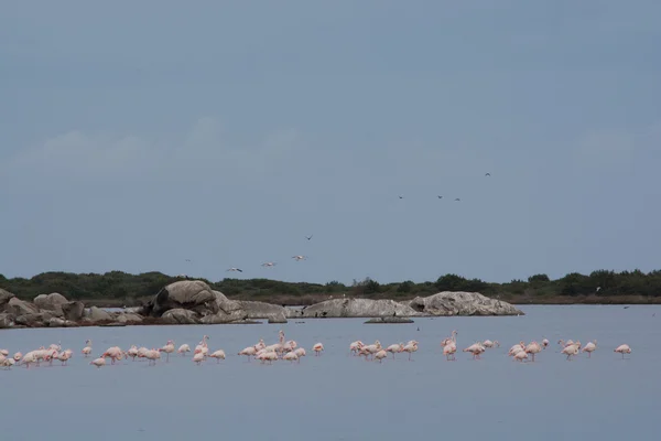 Flamingo, Sardunya grup