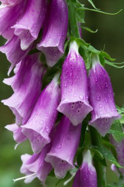 Yüksükotu ile yağmur damlası