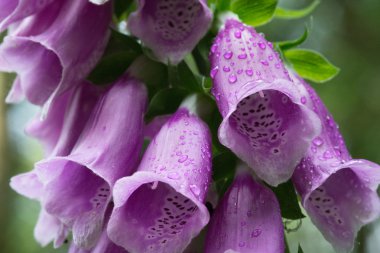 Yüksükotu ile yağmur damlası