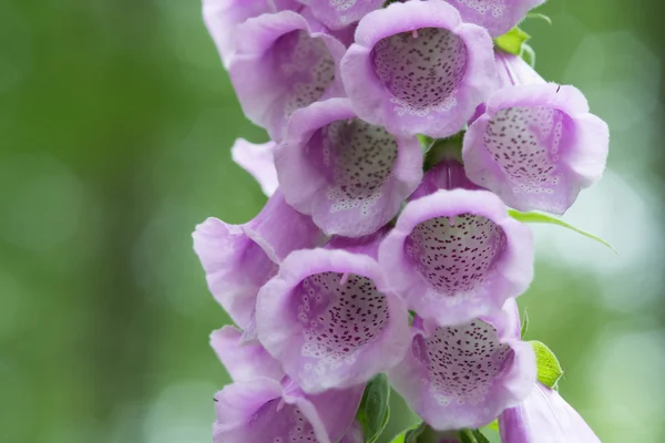 Foxglove — Stock fotografie