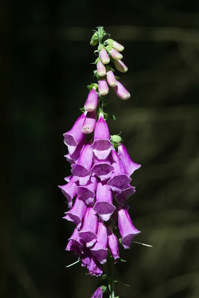 Foxglove — Stock fotografie