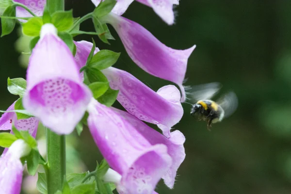 Bumblebee yüksükotu üzerinde