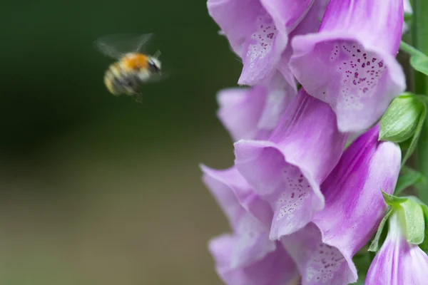 Bumblebee on foxglove — Stock Photo, Image