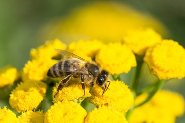 Sarı çiçekli arı