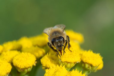 Sarı çiçekli arı