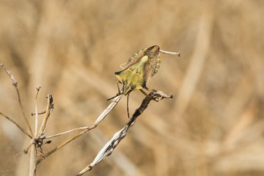 Hata, Carpocoris fuscispinus