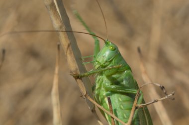 Büyük Bush-kriket - Gruenes Heupferd yeşil