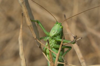 Büyük Bush-kriket - Gruenes Heupferd yeşil