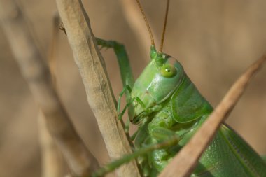 Büyük Bush-kriket - Gruenes Heupferd yeşil