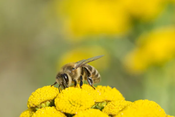 Biene auf gelber Blume — Stockfoto