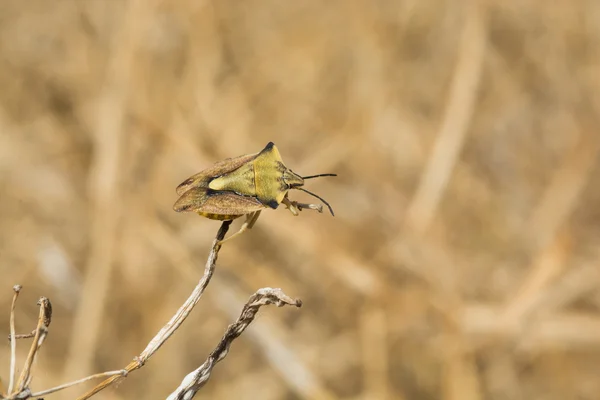 Hata, Carpocoris fuscispinus