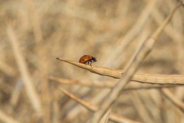 Ladybird alanındaki