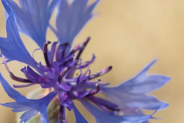 Cornflower - Kornblume — Stock Photo, Image