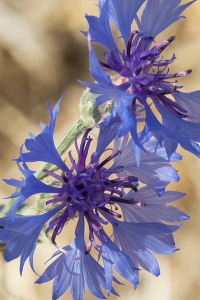 Cornflower - Kornblume — Stock Photo, Image