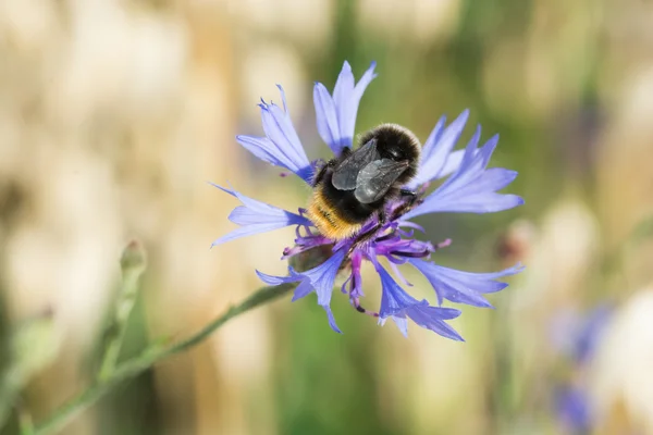 Bumblebee ile Peygamber Çiçeği