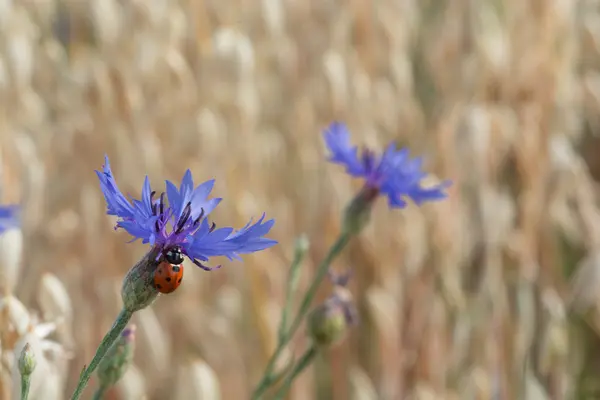 Blåklint - Kornblume — Stockfoto