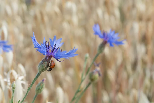 Cornflower - Kornblume — Stock Photo, Image