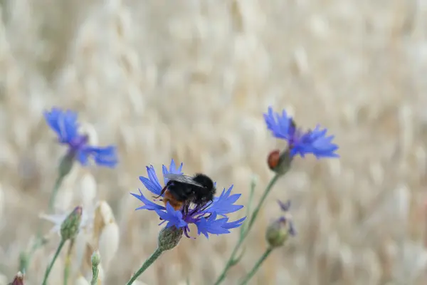 Bumblebee ile Peygamber Çiçeği