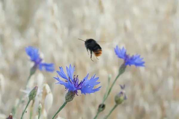 Bumblebee ile Peygamber Çiçeği