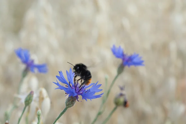 Bumblebee ile Peygamber Çiçeği