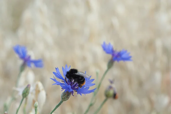 Bumblebee ile Peygamber Çiçeği