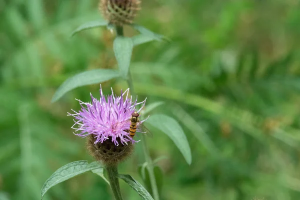 Blomfluga på Lila blomma — Stockfoto