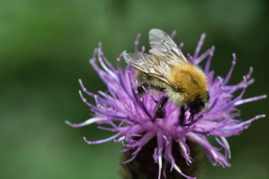 Yaban-arısı bir yaprak üzerinde asılı