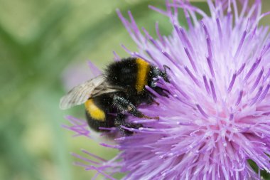 Yaban-arısı bir çiçek üzerinde asılı