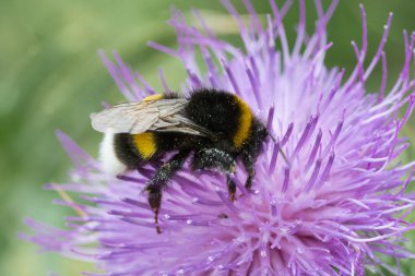 Yaban-arısı bir çiçek üzerinde asılı