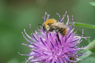 Yaban-arısı bir yaprak üzerinde asılı