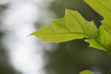 Bir yaprak üzerinde asılı örümcek