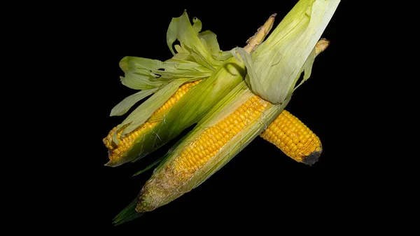 Corn Cob Isolated Black — Stock Photo, Image